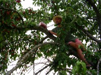 /album/na-malinach/ceresne-jpg/